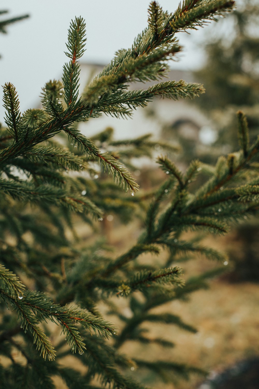 pine tree close-up photography