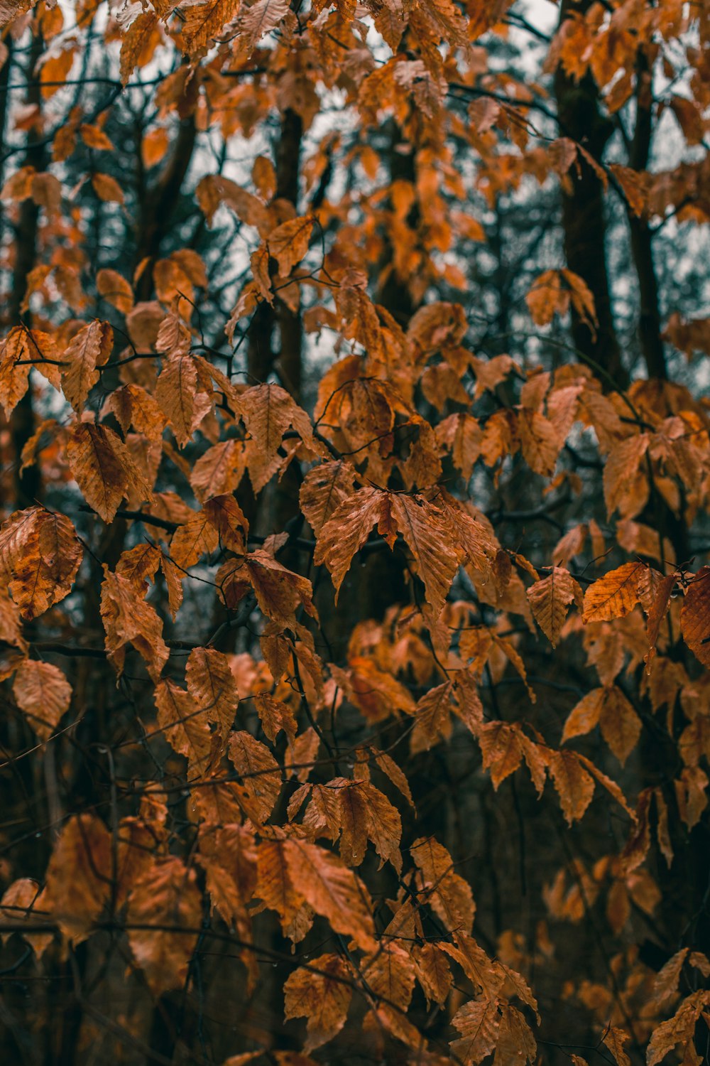 brown-leafed tree