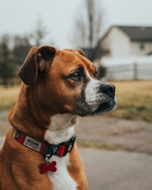 A brown and white dog with a short coat looks attentively to the side. It wears a colorful collar with a red bone-shaped tag. The background includes a blurred view of a house and some trees, suggesting an outdoor setting.