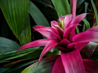 bromelia bromelias rosa