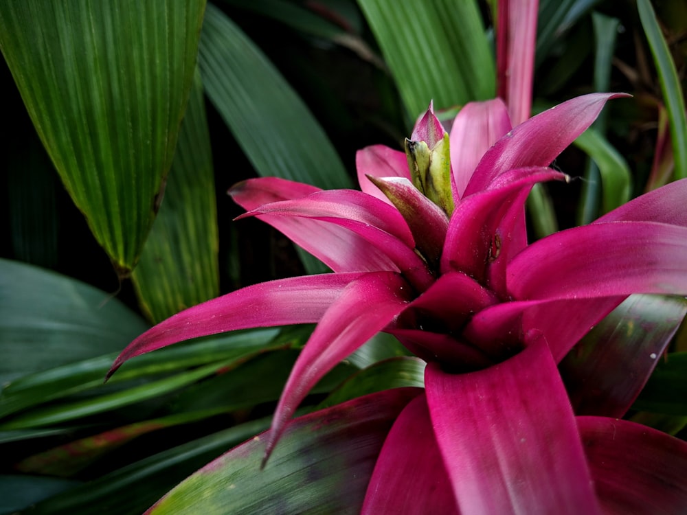 rosa-blättrige Blume auf Fokusfotografie