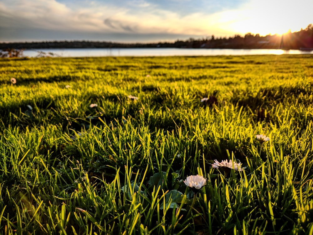 green grass near body of water