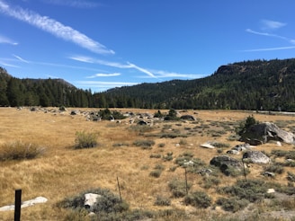 A vast, open grassland stretches across the foreground, dotted with rocks and sparse shrubs. In the background, a dense forest of evergreen trees blankets a series of rolling hills under a clear blue sky with wispy white clouds.