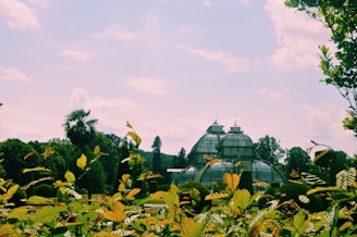 A modern greenhouse surrounded by lush greenery and crops.