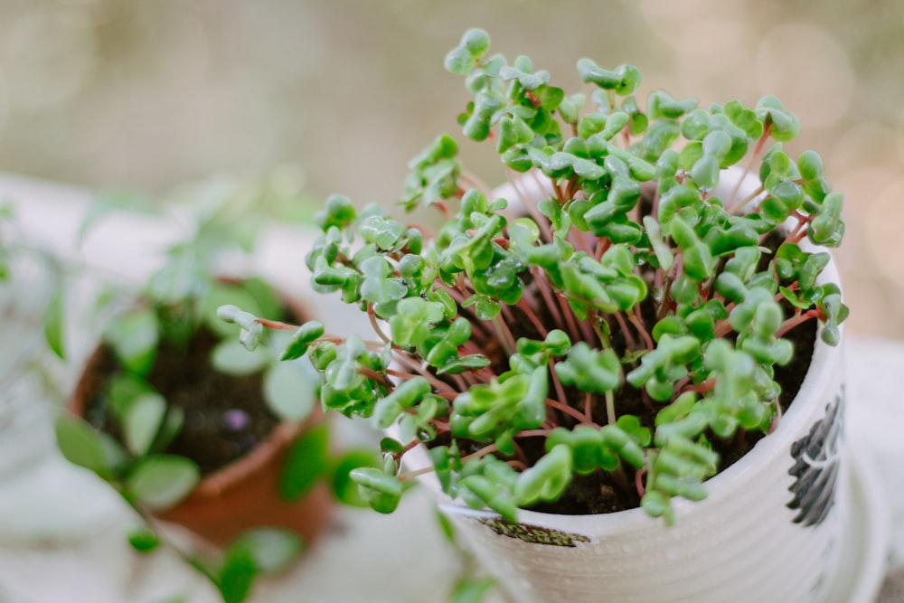 green succulent plant on white pot photo