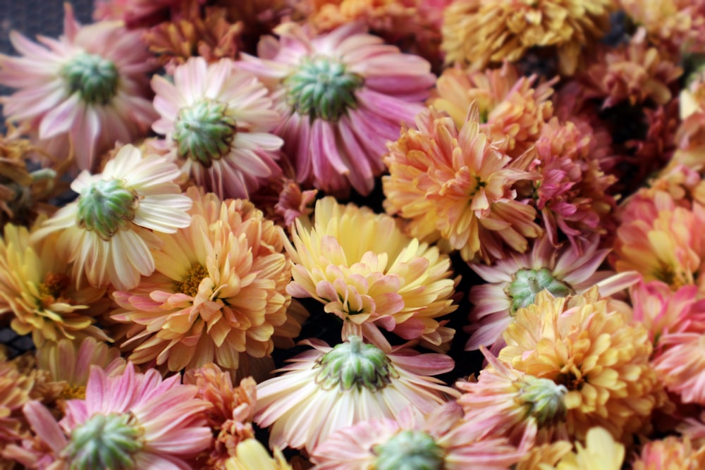 pink petaled flowers