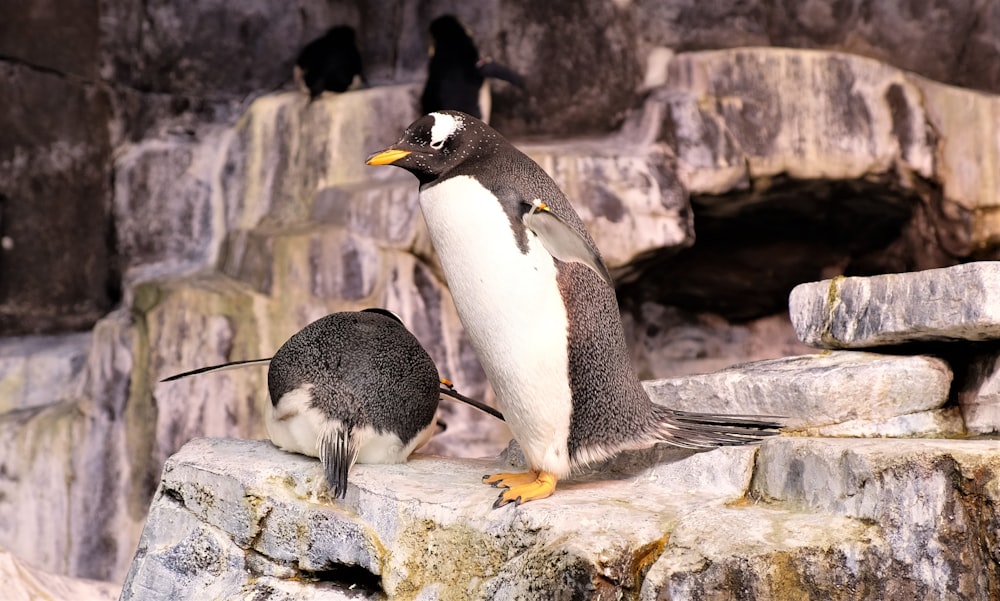 two penguins on gray rocks