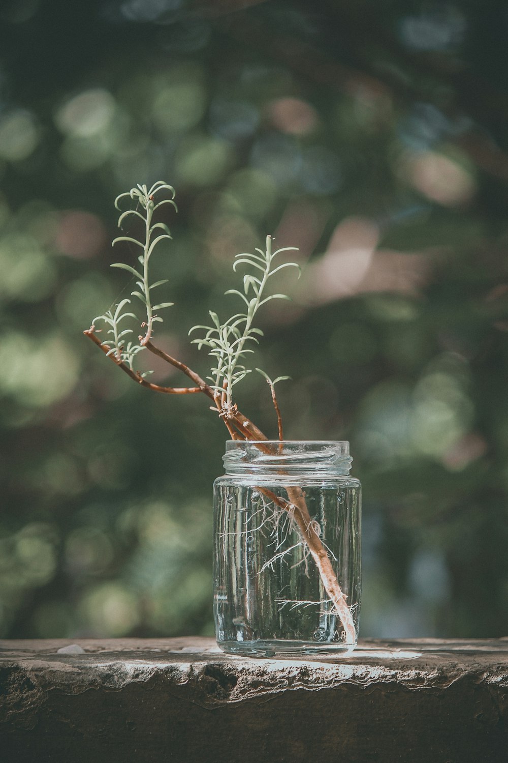 plant on mason jar