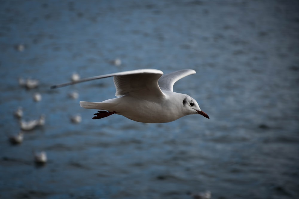 white and gray bird flying on mid air during daytime