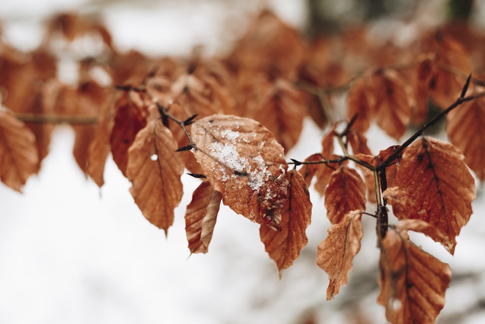 brown leaves