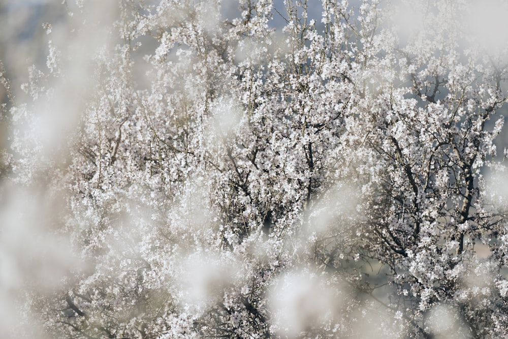 a blurry photo of a tree with white flowers