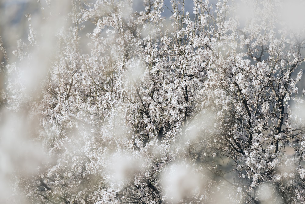 하얀 꽃이 만발한 나무의 흐릿한 사진
