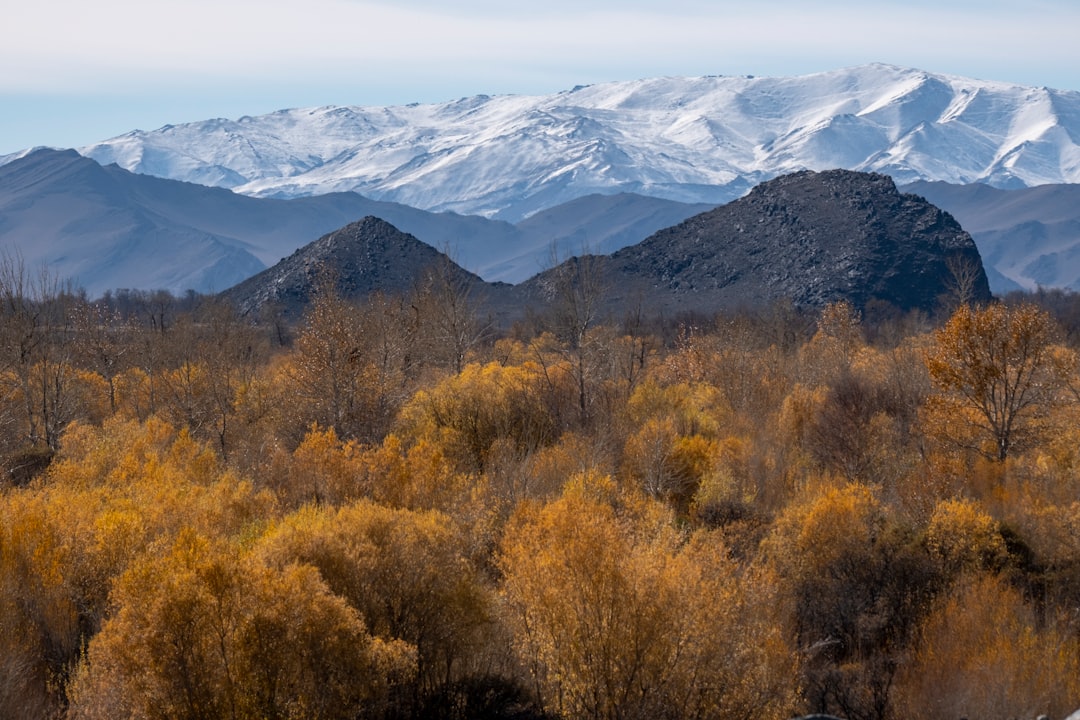 brown trees near mountains