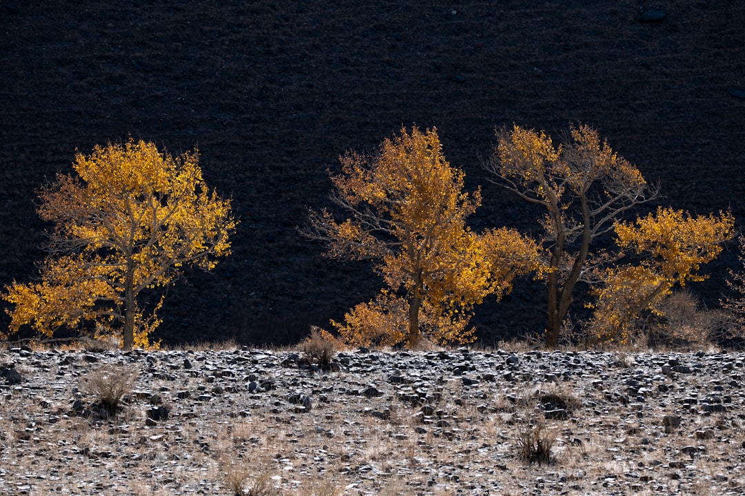 trees by the cliff with water