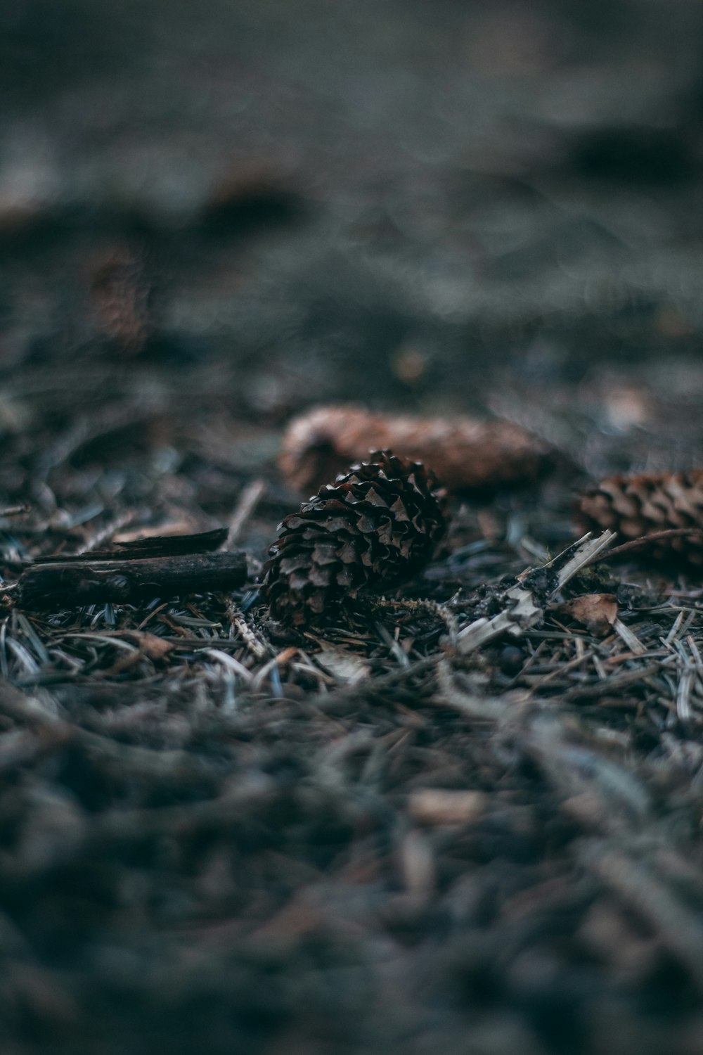 brown pine cone