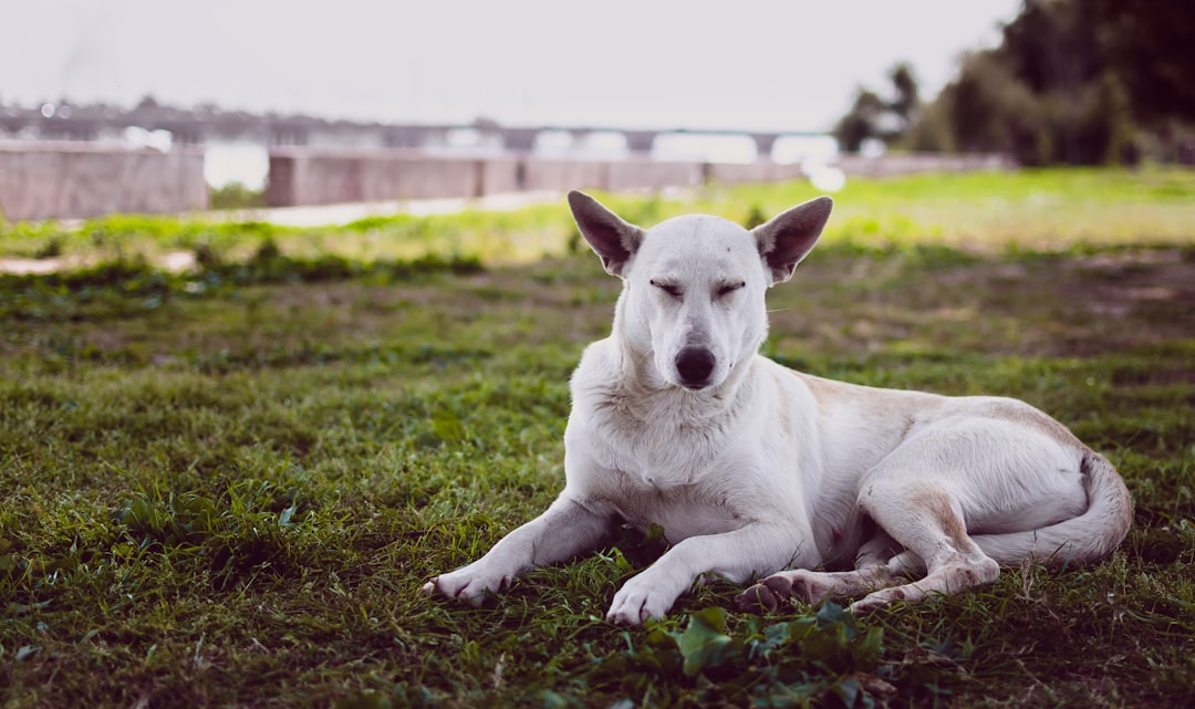 white dog resting on grass