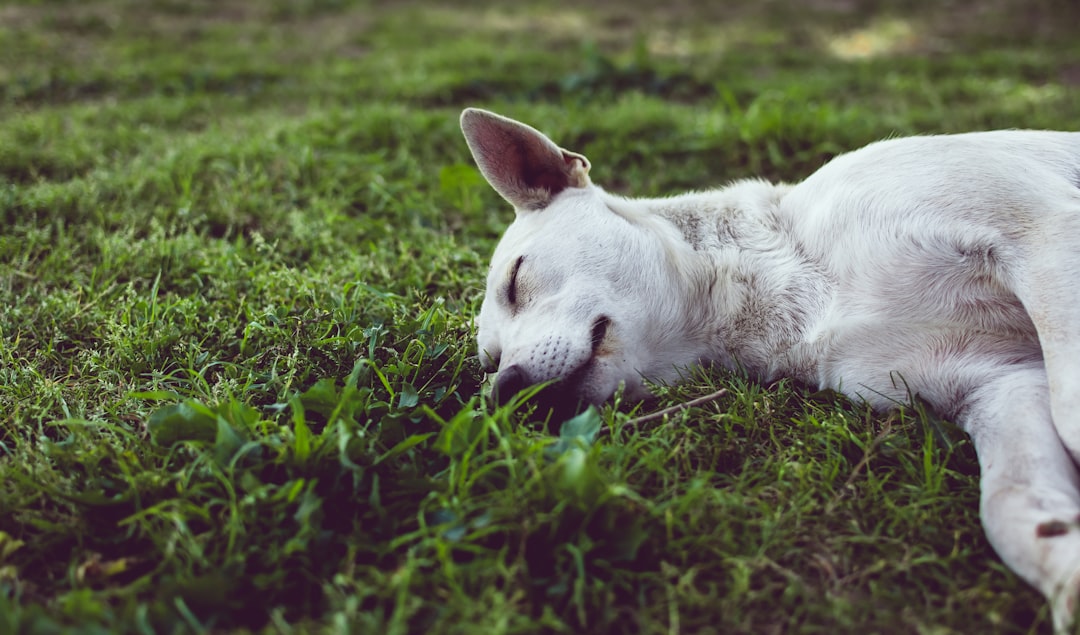 white dog sleeping on green grass