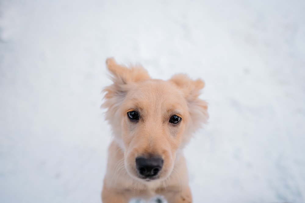 brown dog standing