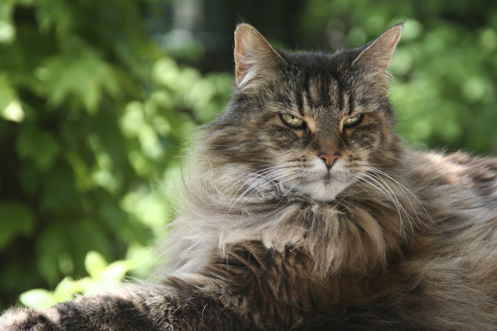 long-furred brown cat