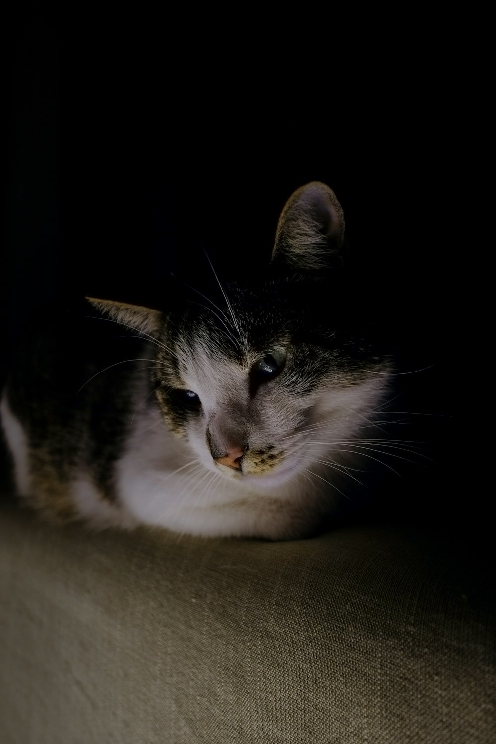 brown and white cat