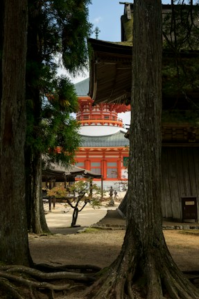A traditional Japanese temple structure with vibrant red accents is framed by tall trees. The setting is serene, with sunlight filtering through foliage, illuminating the temple courtyard. A person is walking along the path leading to the temple, and smaller trees and wooden buildings add depth to the scene.