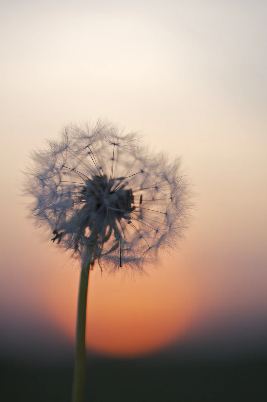 A dandelion flower in golden-hour light