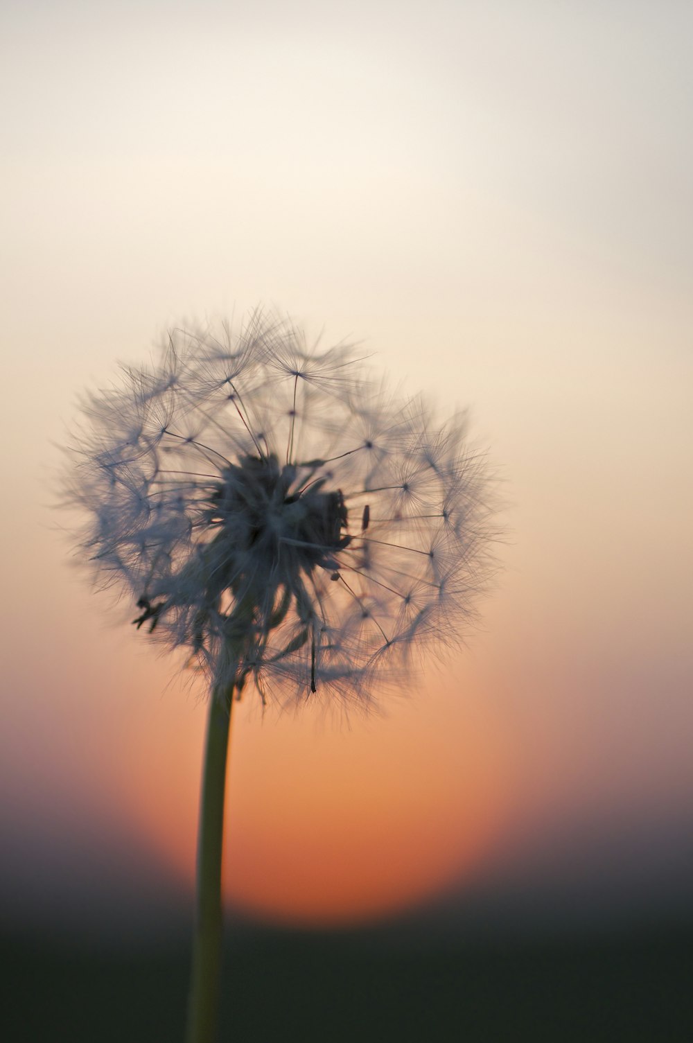 dandelion flower under golden hour