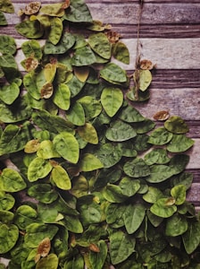 Boldo Leaves
