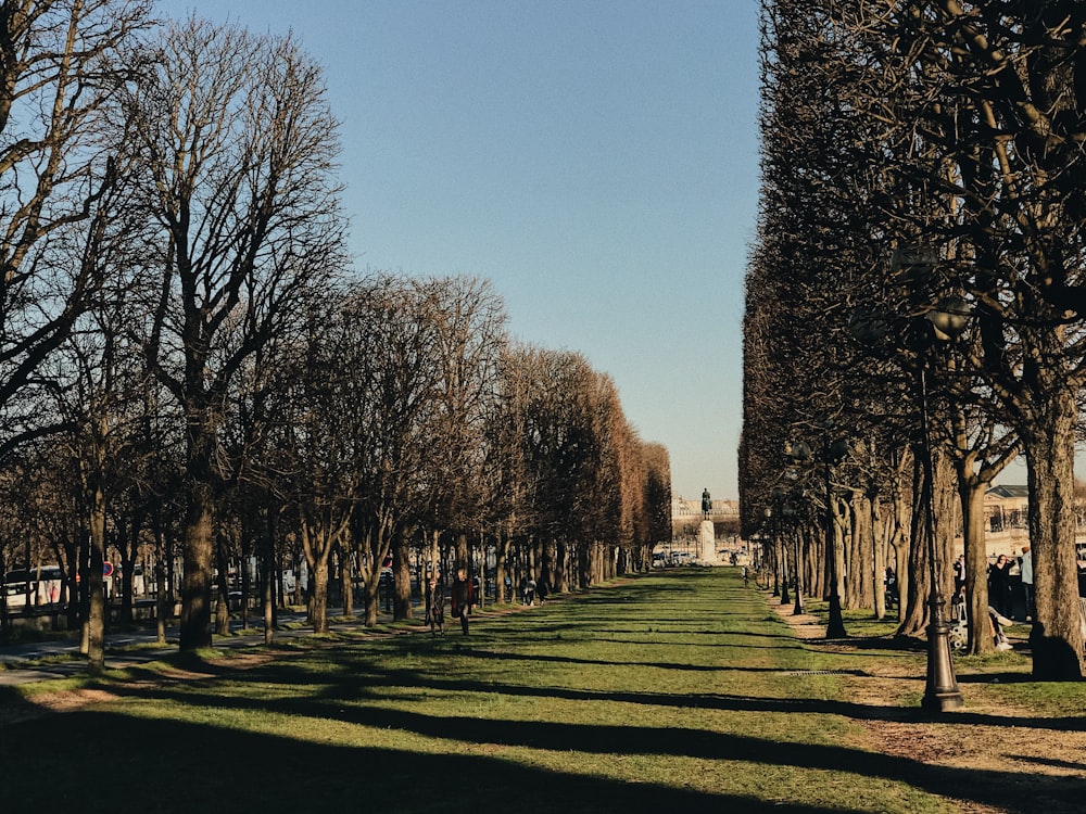 brown bare trees under blue calm sky