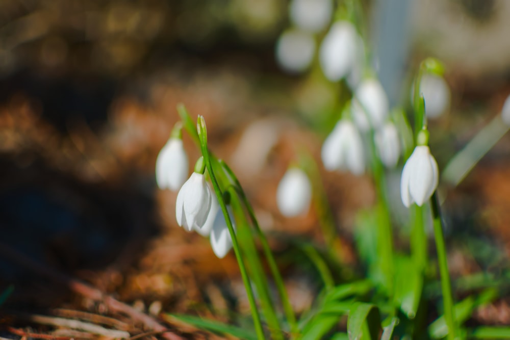 white crocus flower