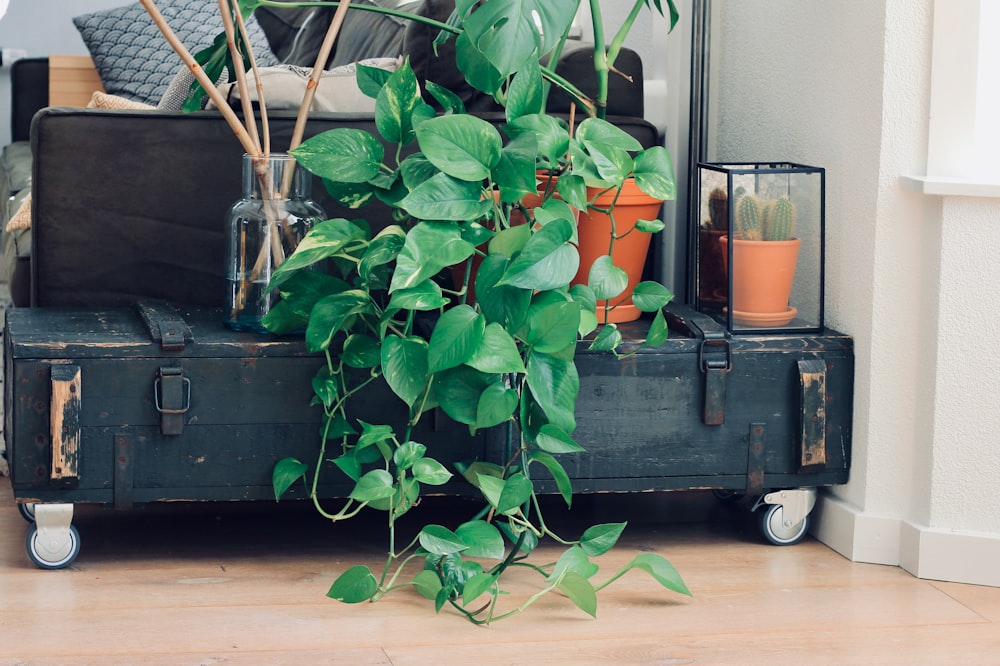 green indoor plants on table