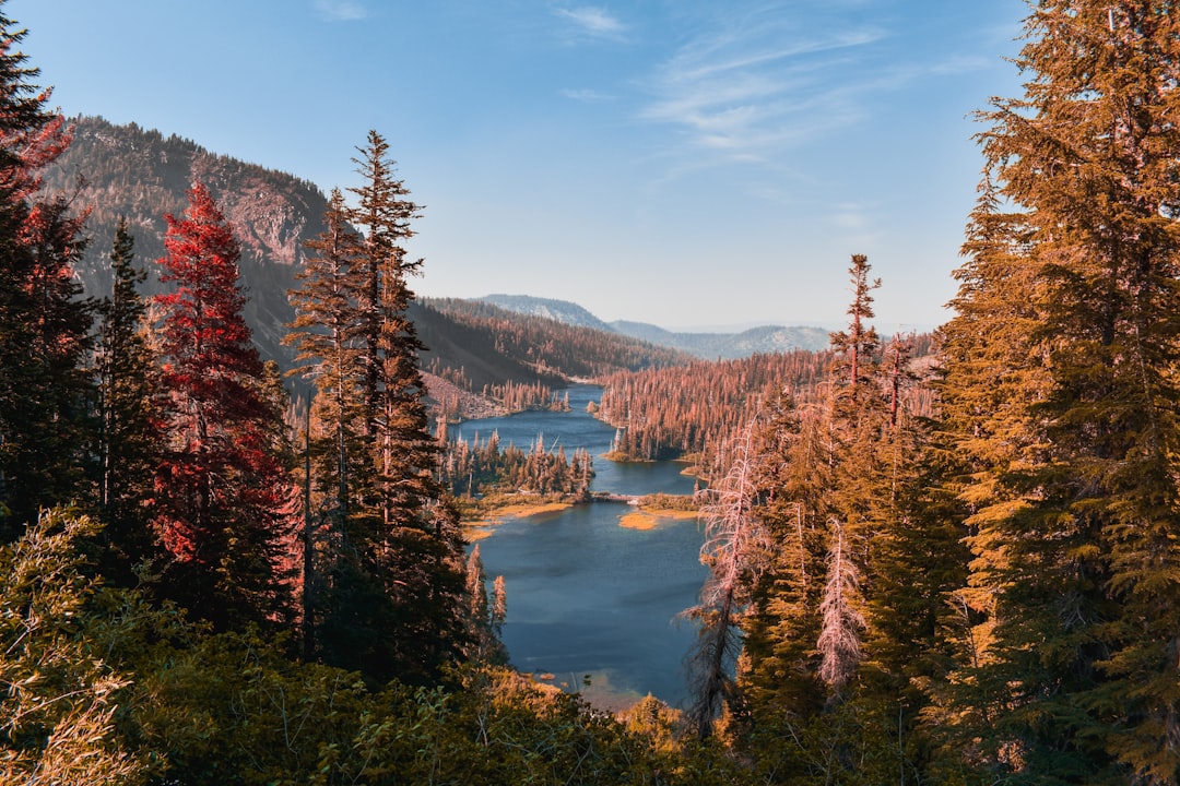 landscape photo of trees near body of water during daytime