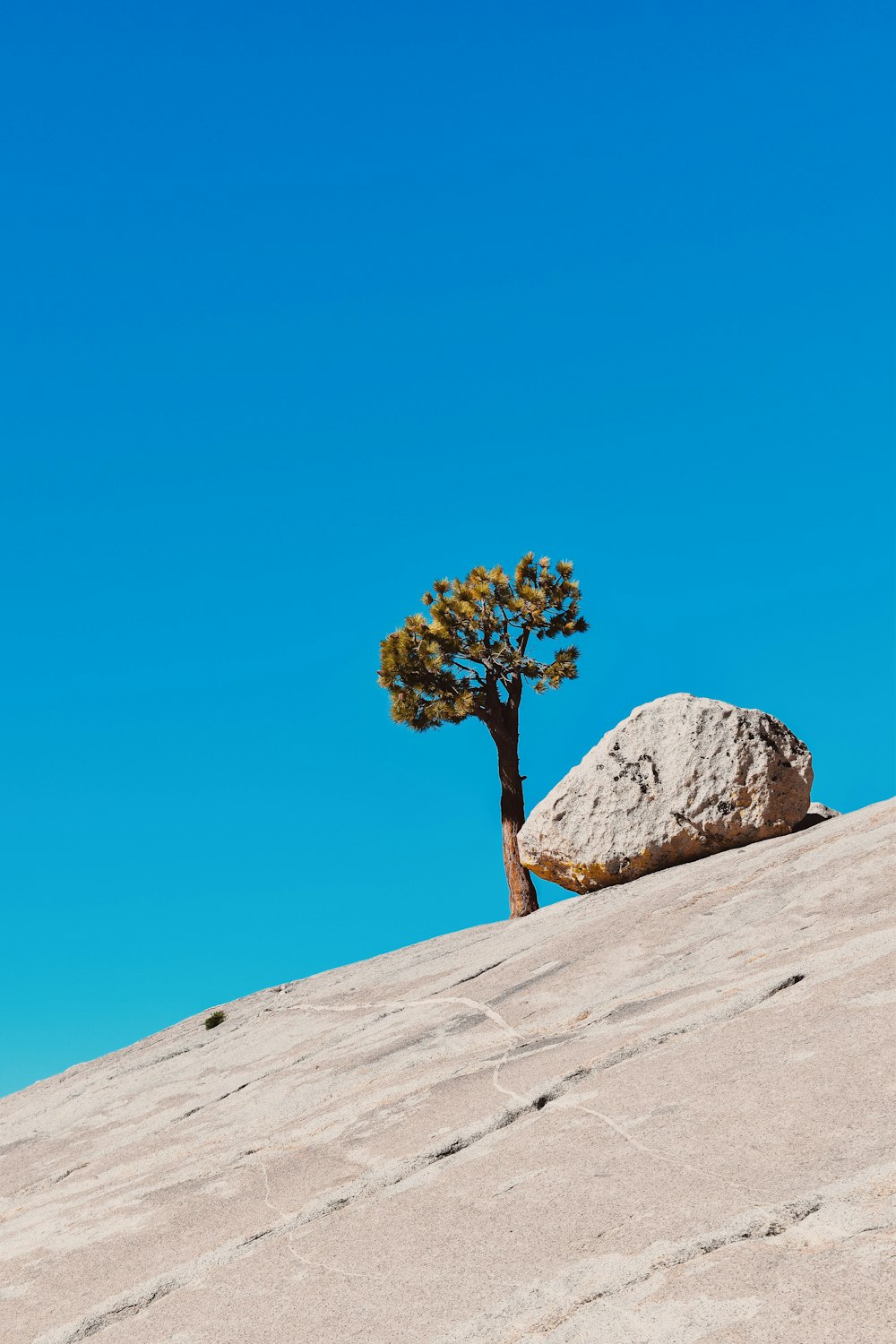 arbre à feuilles vertes