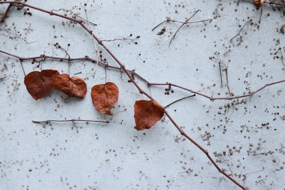 brown dried leaves