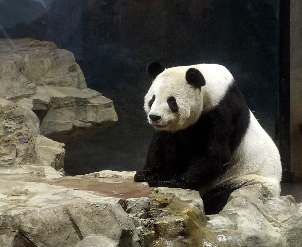 panda on rock