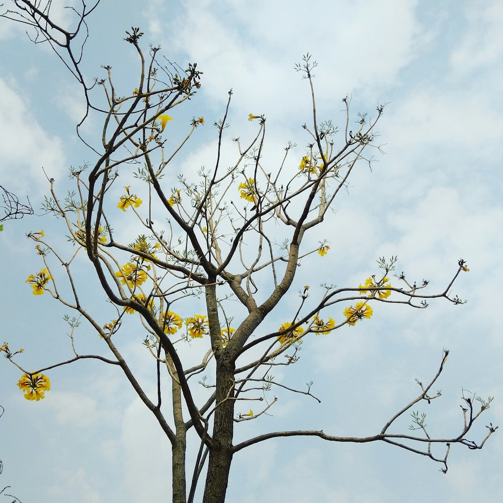 brown tree with yellow flower across clouds