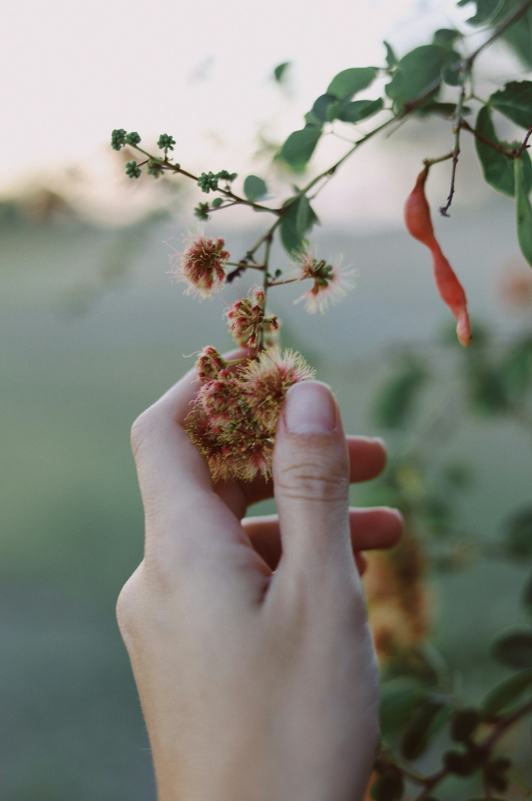 person holding white flower