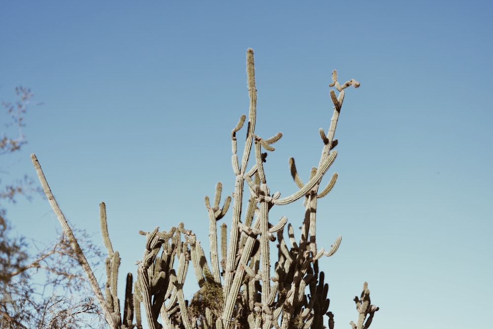 bare trees under blue sky