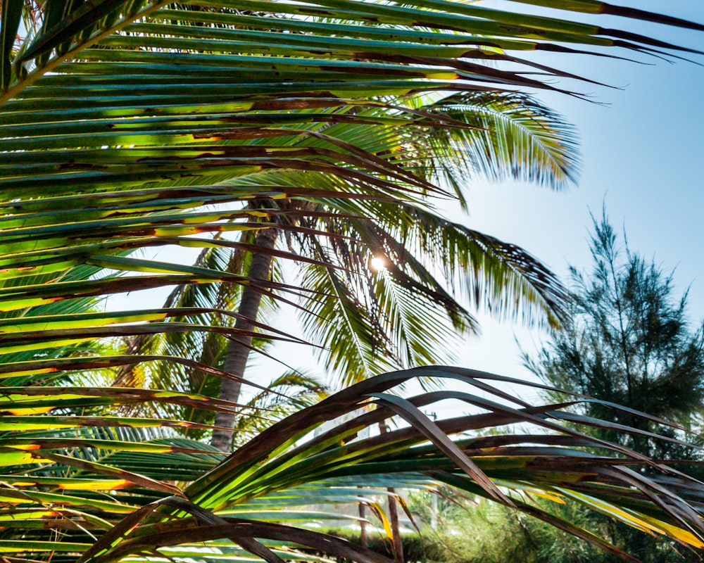 green palm tree