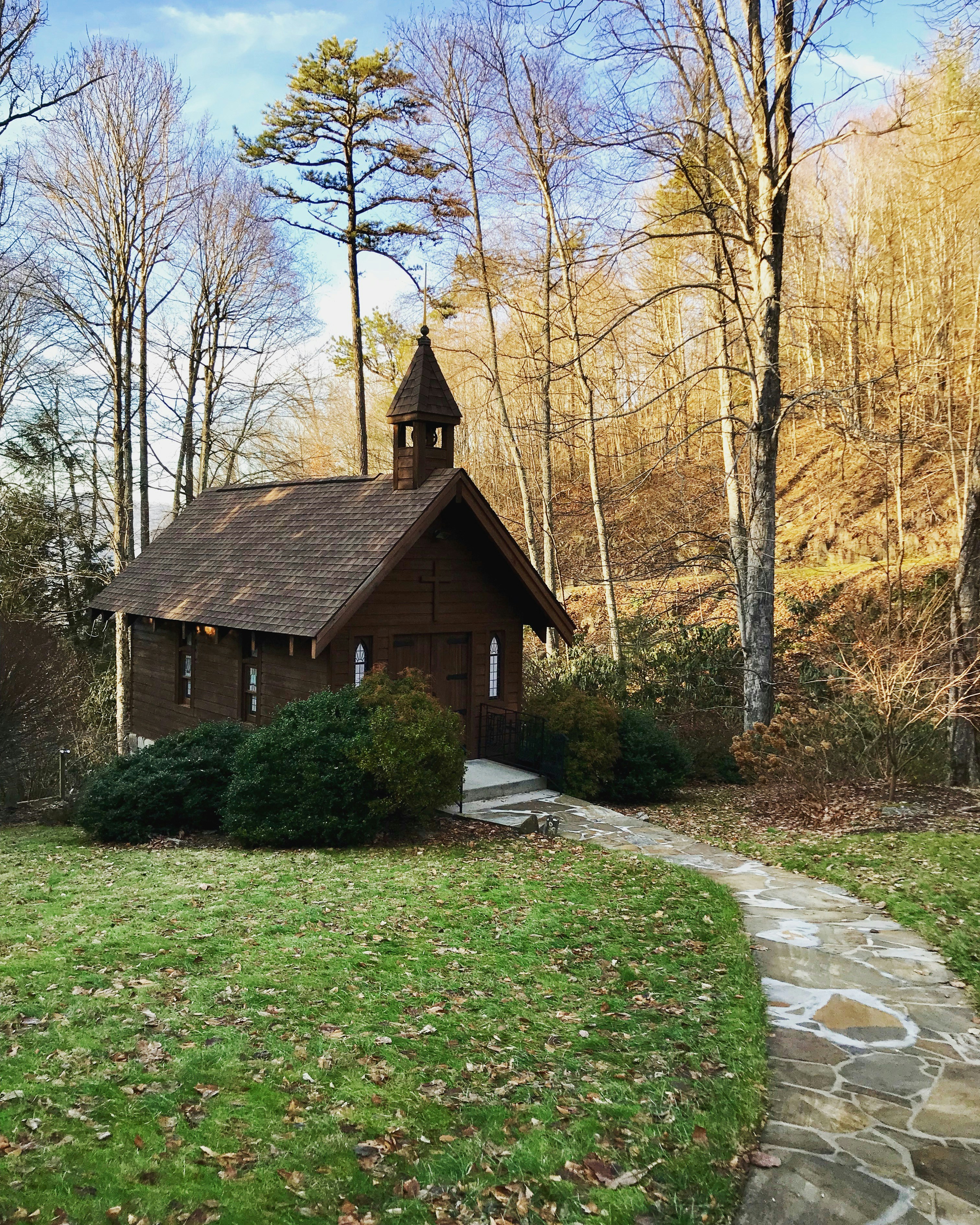 Braune Hausbärenbäume