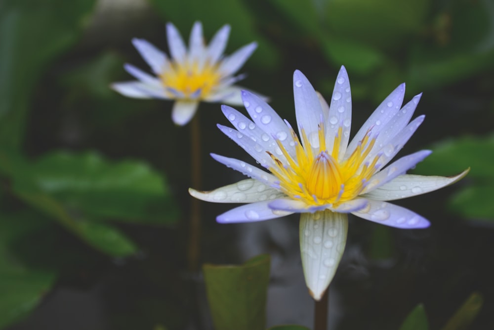 白と黄色の蓮の花