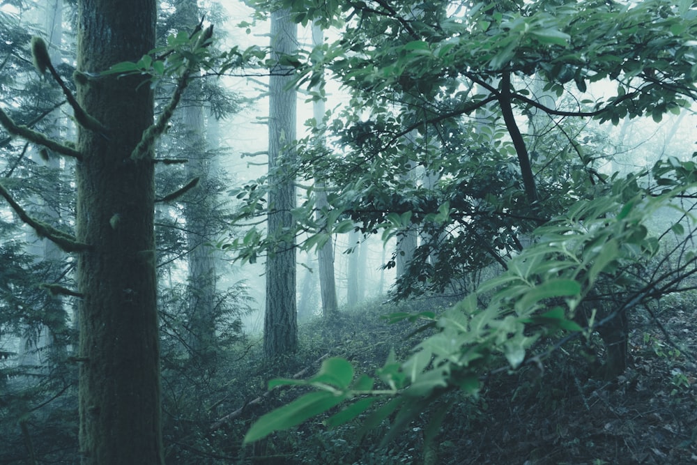 green-leafed trees