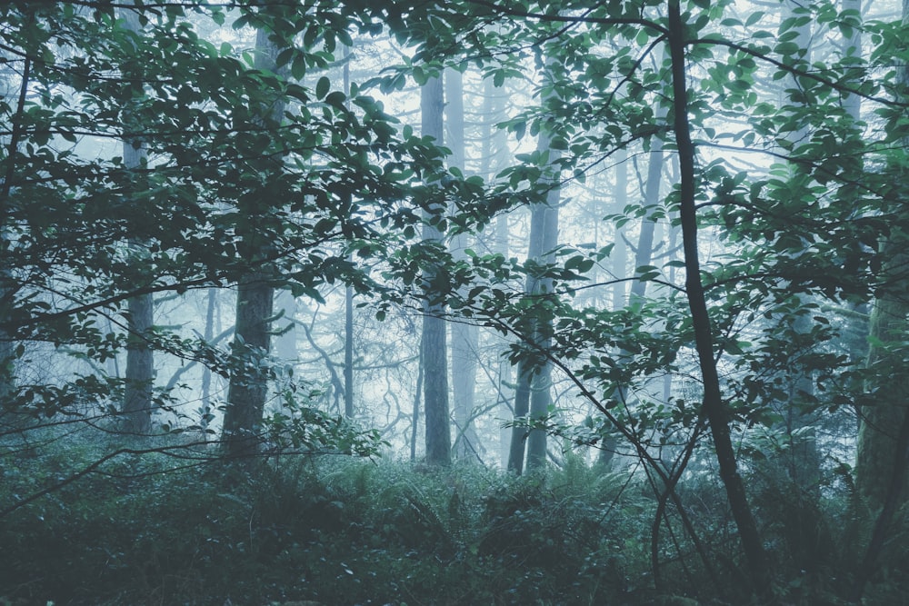 misty green forest during daytime