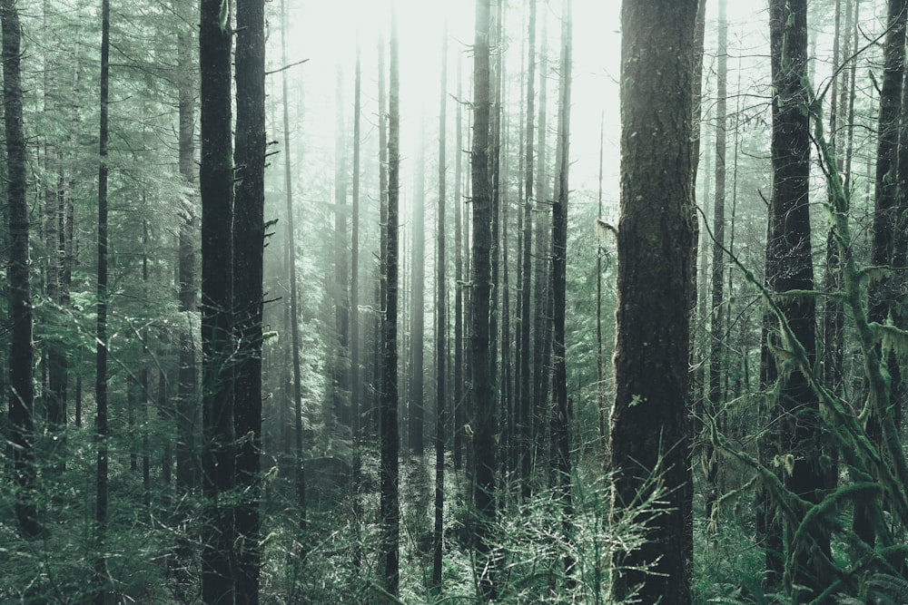 brown and green trees