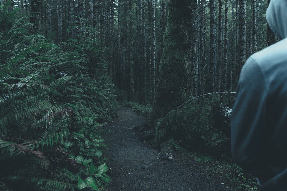 person in blue hoodie surrounded by green tree