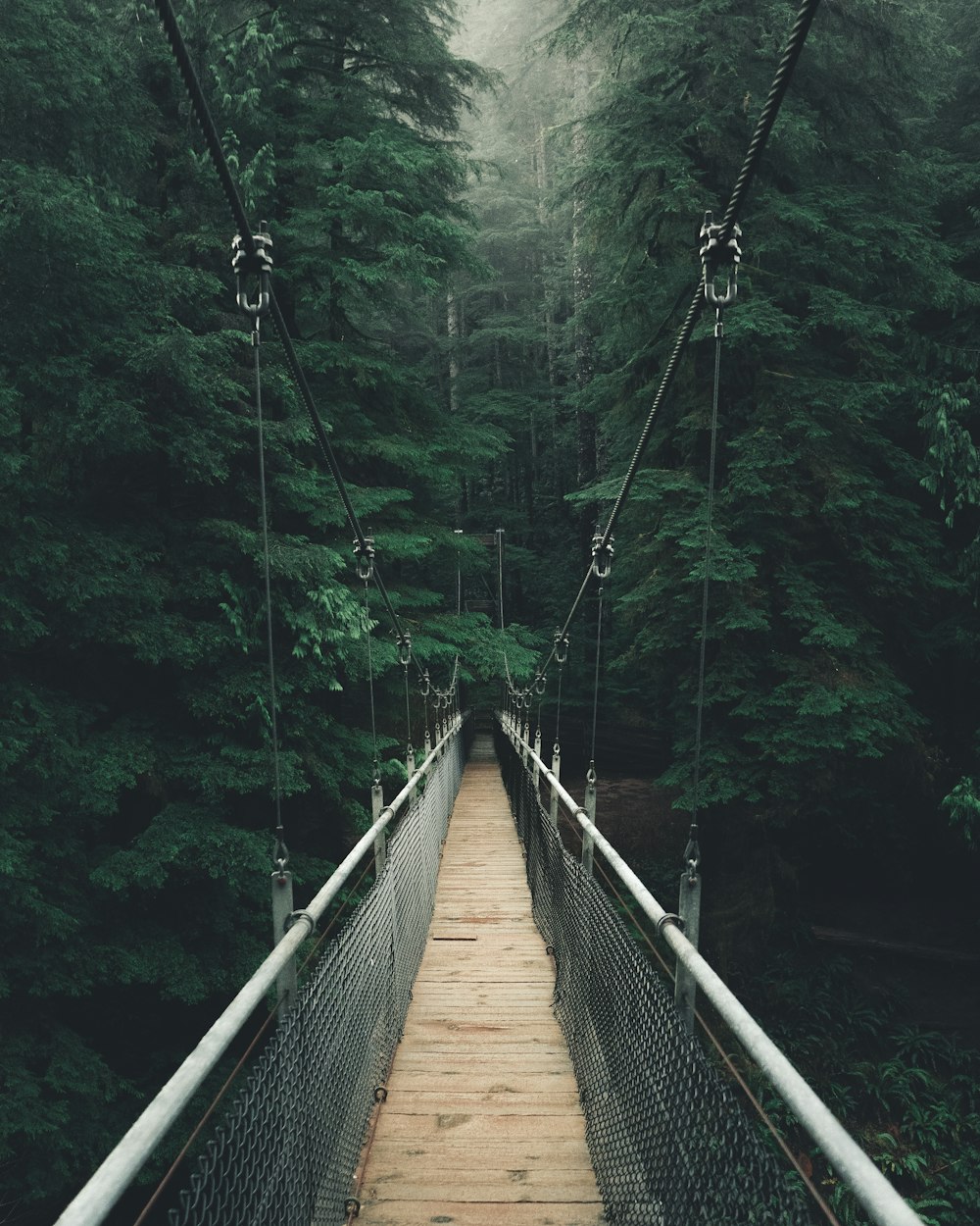single perspective photography of bridge in between trees