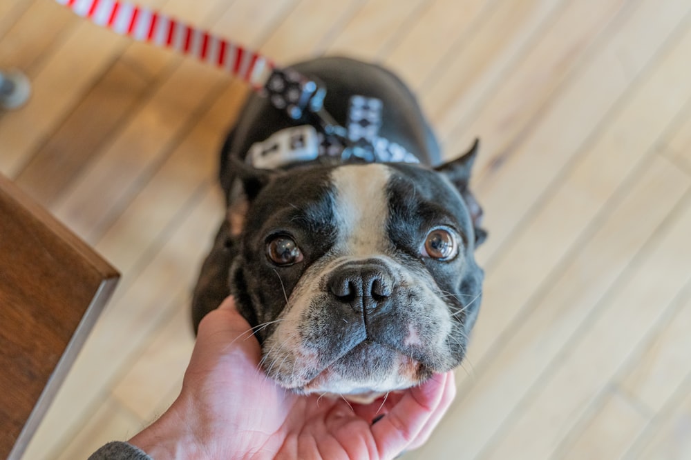 short-coat black and white dog