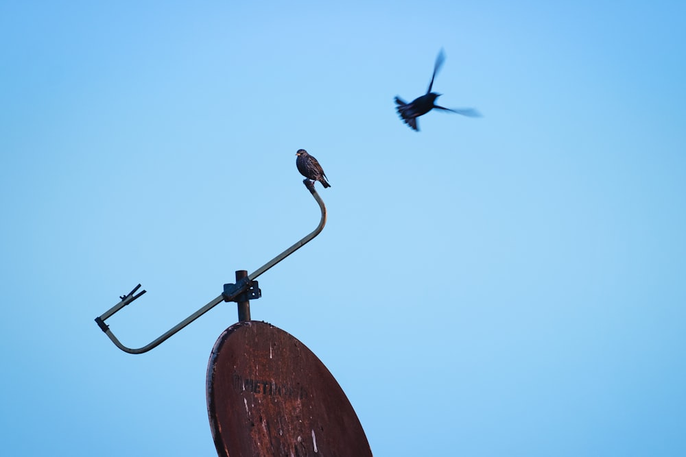 pássaro preto empoleirado na antena parabólica