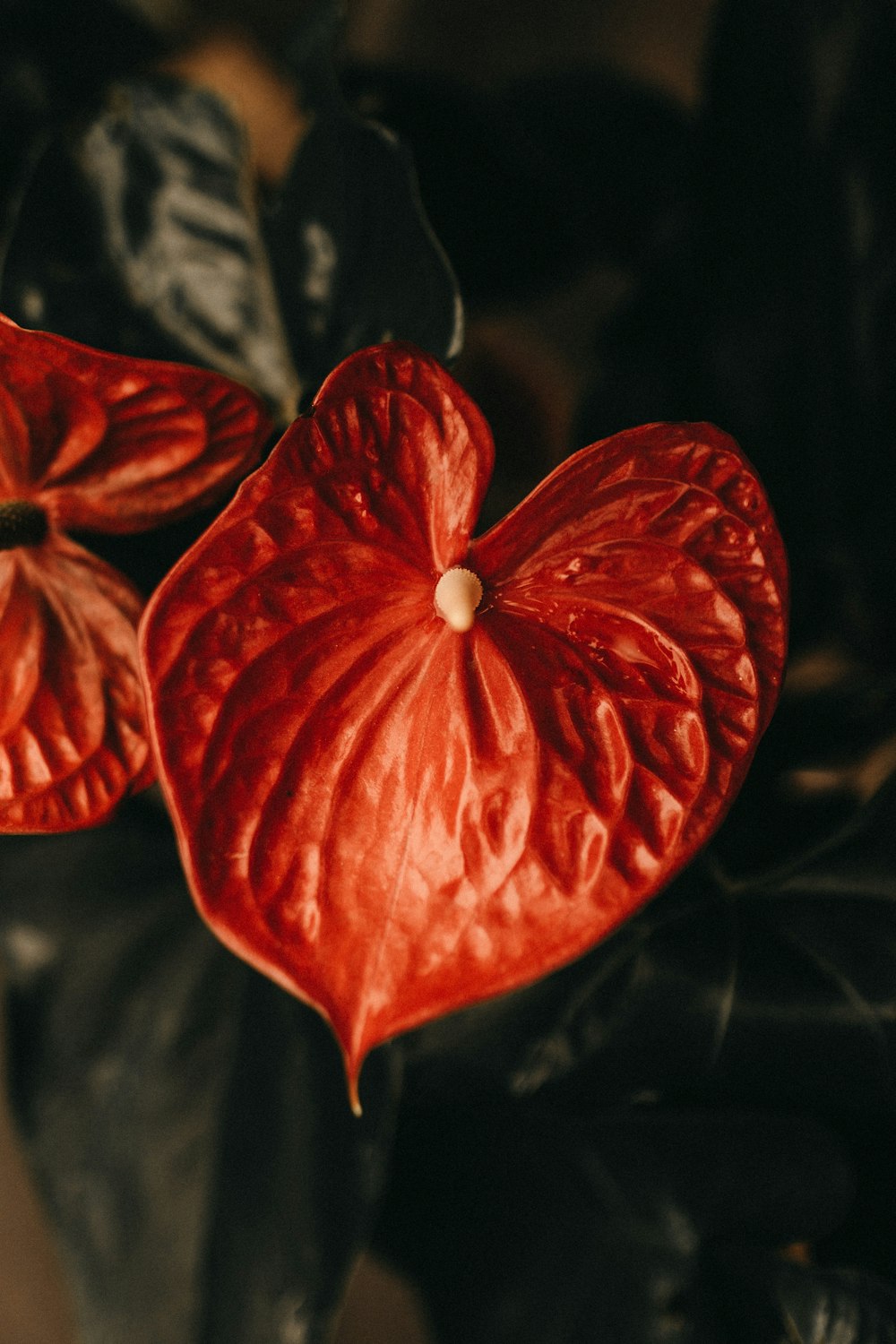 red lace leaf flower