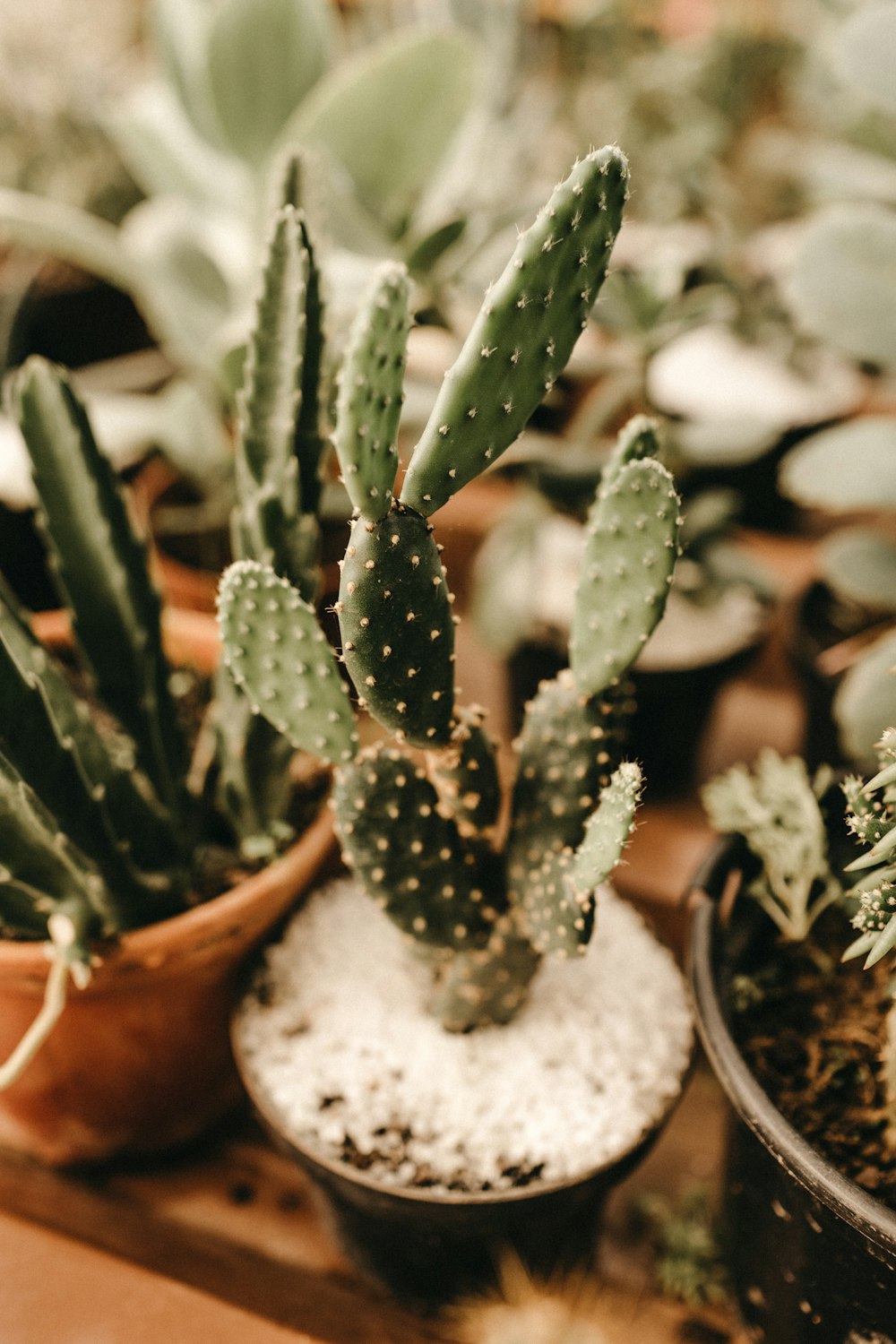 Foto de primer plano de la planta de cactus verde